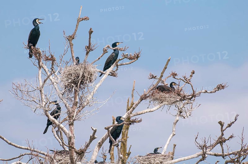 Cormorant (Phalacrocorax carbo) in the breeding colony, Stralsund, Mecklenburg-Western Pomerania, Germany