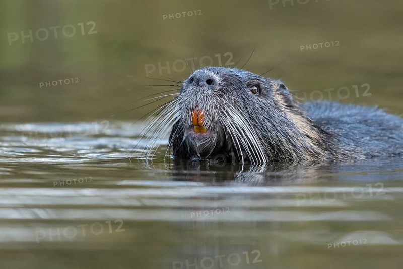 Nutria (Myocastor coypus) in a body of water, Osnabrück, Lower Saxony, Germany