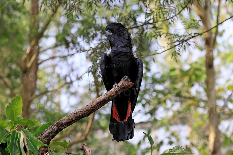 Red-tailed Cockatoo (Calyptorhynchus banksii), Banks' Cockatoo, adult, male, perch, alert, Australia