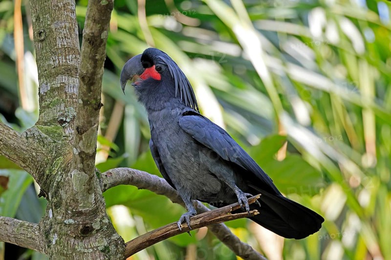 Palm Cockatoo (Probosciger aterrimus), Arabian Cockatoo, adult, on tree, perch, calling, Australia