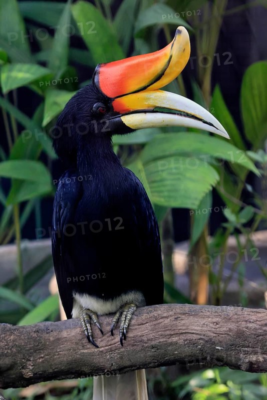 Rhinoceros bird (Buceros rhinoceros), adult, male, on tree, on wait, Southeast Asia
