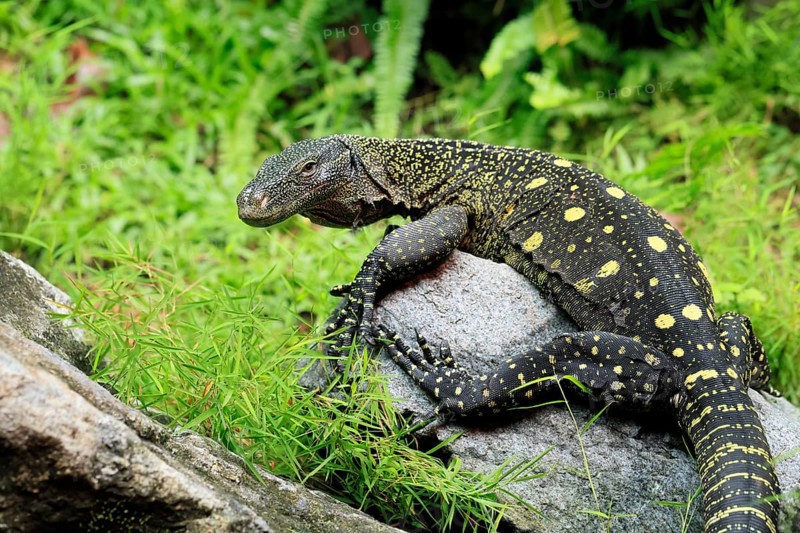 Papuan dragon (Varanus salvadorii), adult, foraging, on rocks, alert, New Guinea