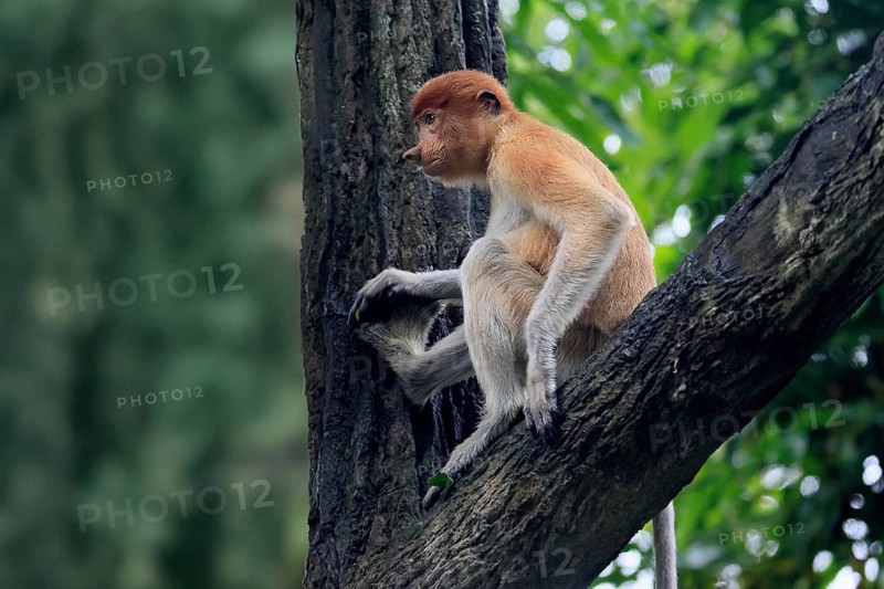 Proboscis monkey (Nasalis larvatus), young animal, sitting in a tree, looking for food