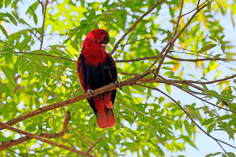 New Guinea noble parrot (Eclectus polychloros), adult, female, on tree, alert, New Guinea, Oceania