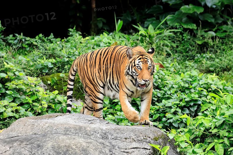 Malaysia tiger (Panthera tigris jacksoni), adult, running, stalking, vigilant, Malaysia, Southeast Asia