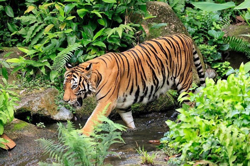 Malaysia tiger (Panthera tigris jacksoni), adult, running, in water, stream, vigilant, Malaysia, Southeast Asia