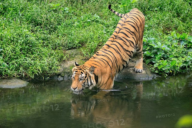 Malaysia tiger (Panthera tigris jacksoni), adult, at water, shore, vigilant, Malaysia, Southeast Asia