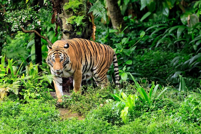 Malaysia tiger (Panthera tigris jacksoni), adult, running, stalking, vigilant, Malaysia, Southeast Asia