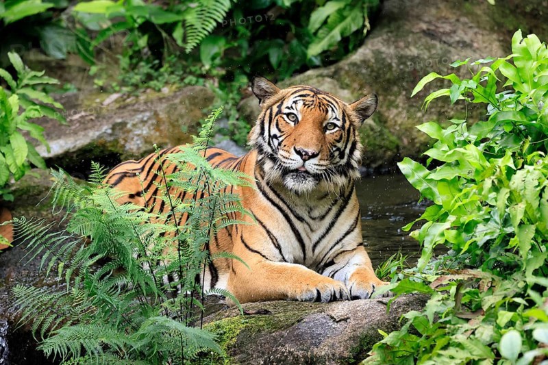 Malaysia tiger (Panthera tigris jacksoni), adult, portrait, sitting, alert, Malaysia, Southeast Asia
