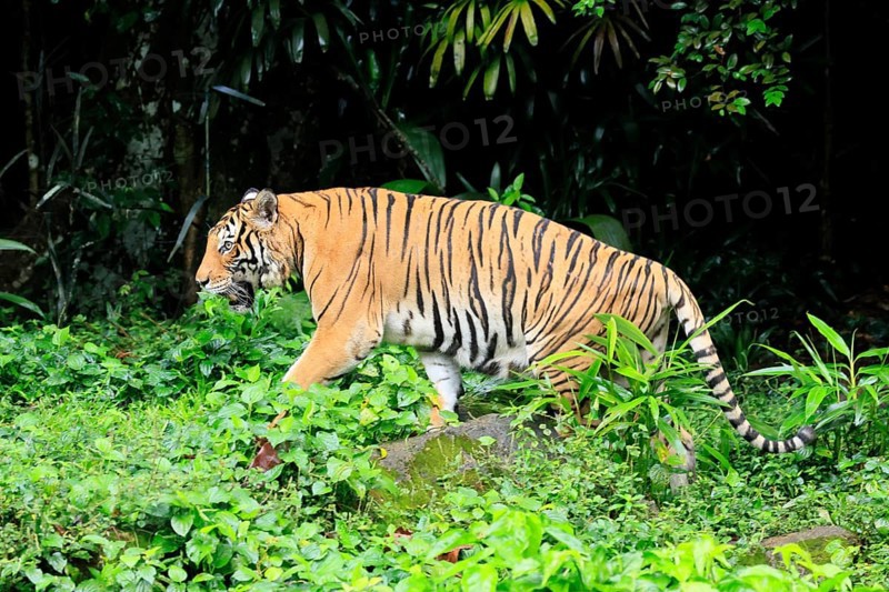 Malaysia tiger (Panthera tigris jacksoni), adult, running, stalking, vigilant, Malaysia, Southeast Asia