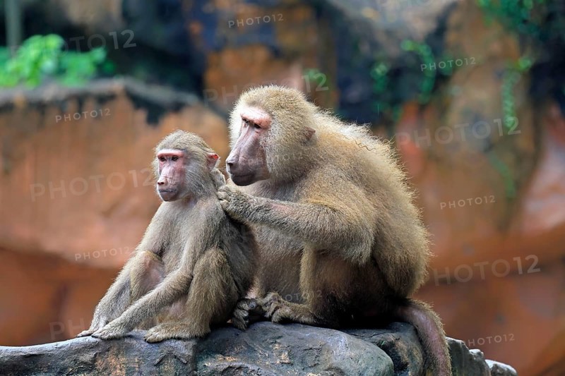 Mantled baboon (Papio hamadryas), two animals, grooming, sitting, on rocks, social behaviour