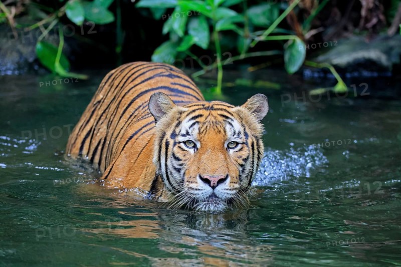 Malaysia tiger (Panthera tigris jacksoni), adult, in water, alert, Malaysia, Southeast Asia