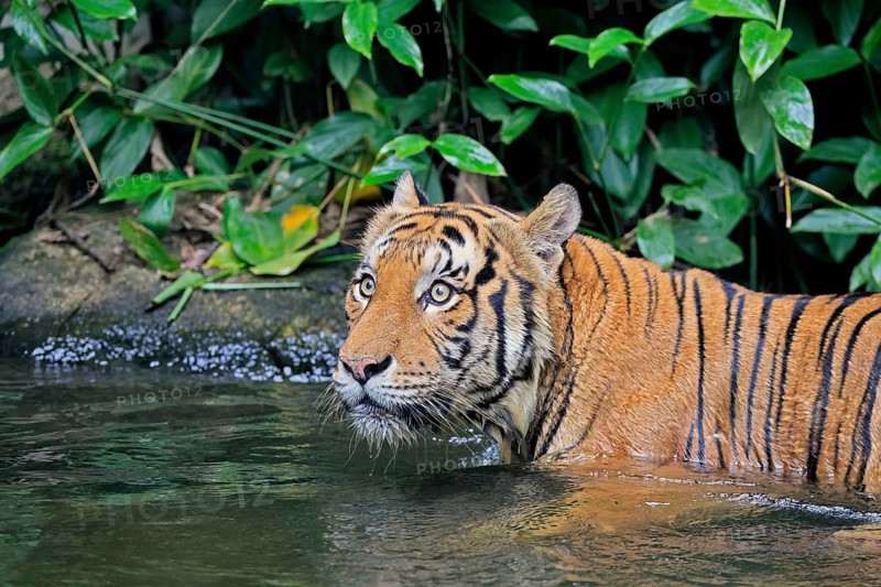 Malaysia tiger (Panthera tigris jacksoni), adult, in water, alert, portrait, Malaysia, Southeast Asia
