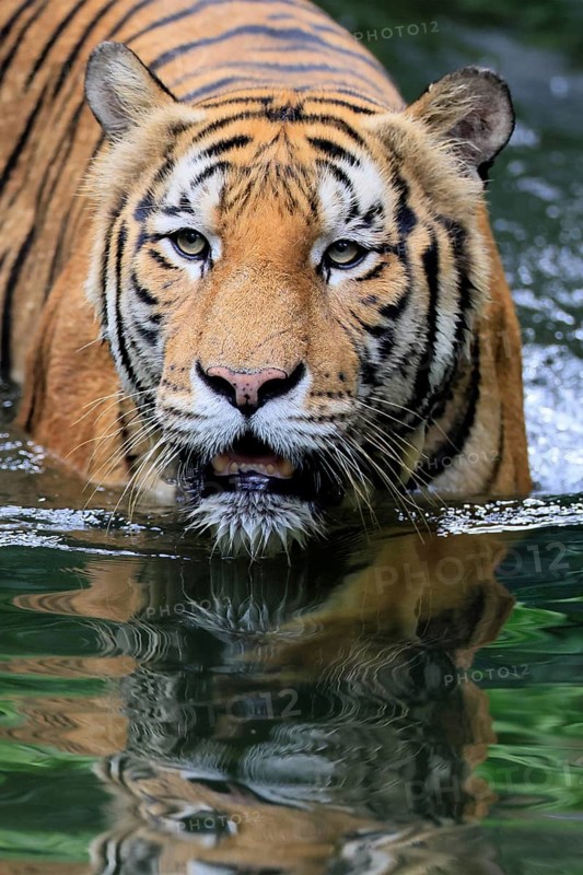 Malaysia tiger (Panthera tigris jacksoni), adult, in water, alert, Malaysia, Southeast Asia