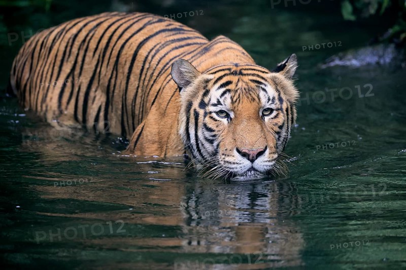 Malaysia tiger (Panthera tigris jacksoni), adult, in water, alert, Malaysia, Southeast Asia