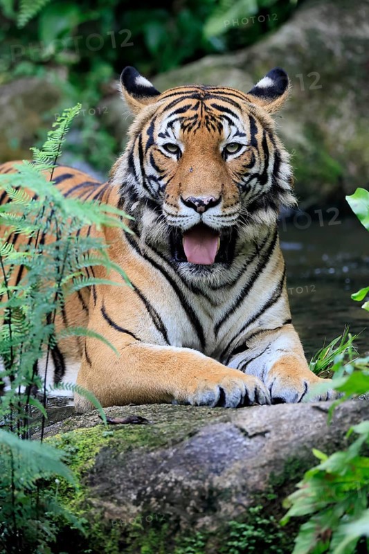 Malaysia tiger (Panthera tigris jacksoni), adult, portrait, rock, vigilant, Malaysia, Southeast Asia