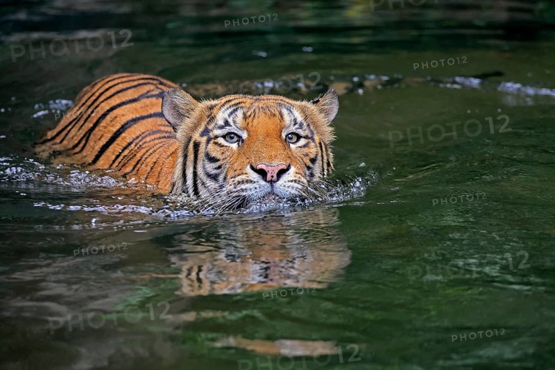 Malaysia tiger (Panthera tigris jacksoni), adult, in water, swimming, Malaysia, Southeast Asia