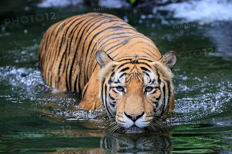Malaysia tiger (Panthera tigris jacksoni), adult, in water, alert, Malaysia, Southeast Asia