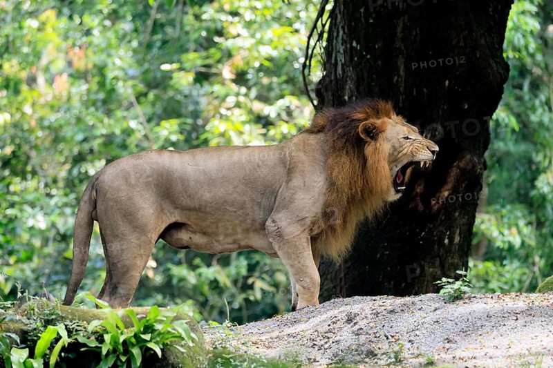 Lion (Panthera leo), adult, male, yawning
