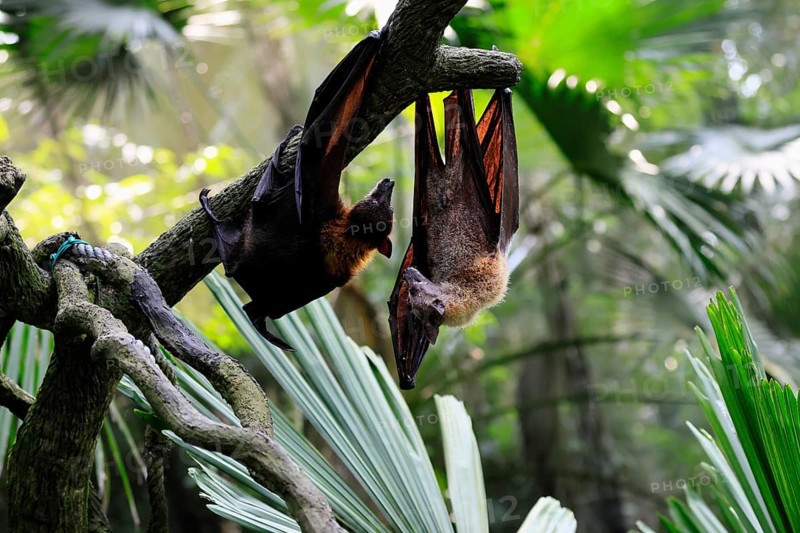 Kalong flying fox (Pteropus vampyrus), adult, two animals, in sleeping tree, during the day, Singapore, Southeast Asia