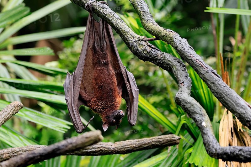 Kalong flying fox (Pteropus vampyrus), adult, resting, in sleeping tree, during the day, Singapore, Southeast Asia