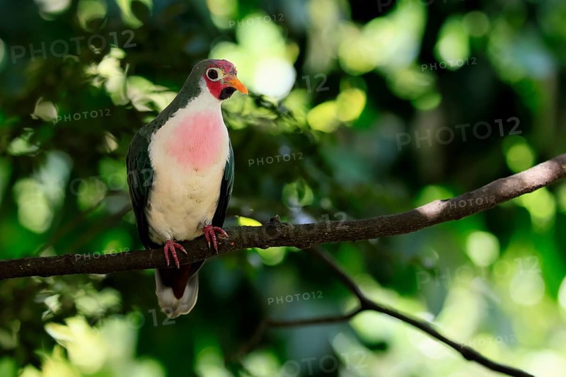 Jambu Fruit Dove (Ptilinopus jambu), adult, on tree, alert, Singapore, Southeast Asia