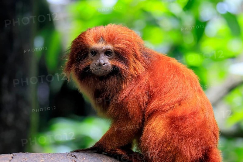 Golden lion tamarin (Leontopithecus rosalia), adult, on tree, alert, Brazil, South America