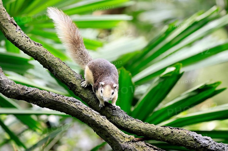 Finlayson's squirrel (Callosciurus finlaysonii), adult, on tree, foraging, Singapore, Southeast Asia