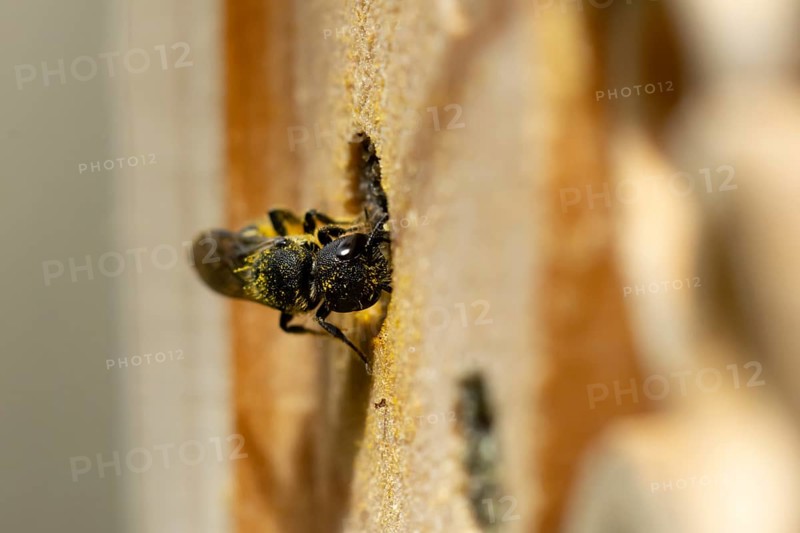 Orange vented mason bee (Osmia leaiana) adult insect at a bee hotel box in summer, England, United Kingdom