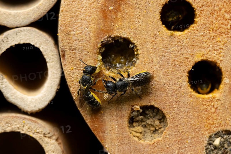 Orange vented mason bee (Osmia leaiana) two adult insects at a bee hotel box in summer, England, United Kingdom