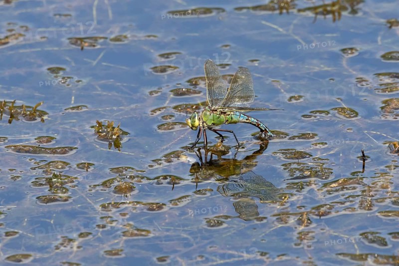 Emperor dragonfly (Anax imperator) adult female insect egg laying or ovipositioning on the water surface of a pond in summer, England, United Kingdom
