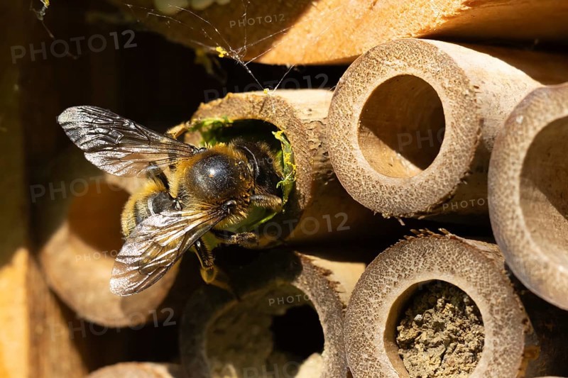 Leaf cutter bee (Megachile centuncularis) adult insect returning to a bee hotel box with leaves in summer, England, United Kingdom
