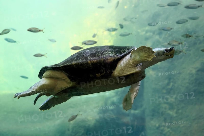 Burmese Roofed Turtle (Batagur trivittata), adult, in water, swimming, Myanmar, Asia, captive