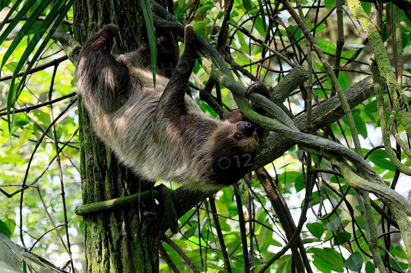 Linnaeus's two-toed sloth (Choloepus didactylus), Unau, adult, in tree, climbing, foraging, Ecuador, South America