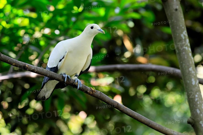 Magpie Fruit Dove (Ducula luctuosa), adult, alert, on tree, Southeast Asia, Singapore