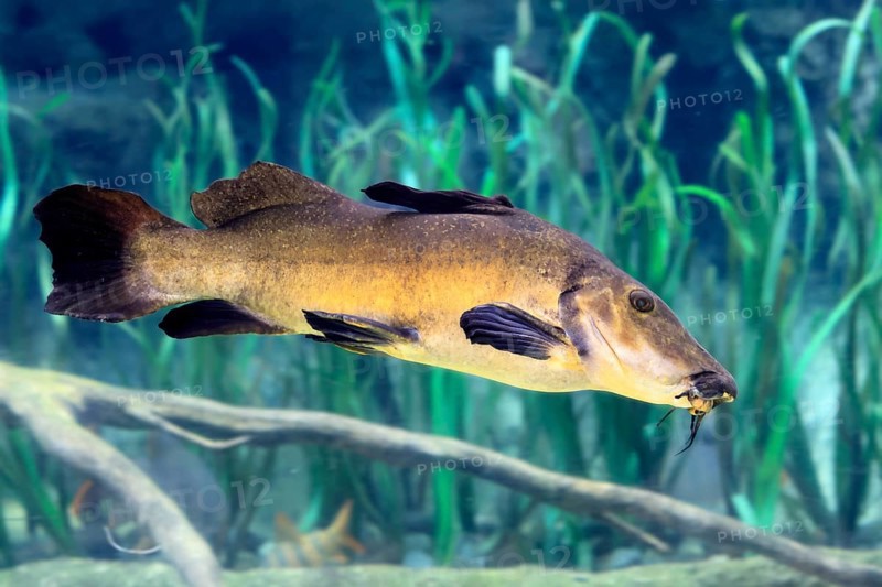 Eye-spotted catfish (Auchenoglanis occidentalis), adult, swimming, in water, Africa, captive, Singapore