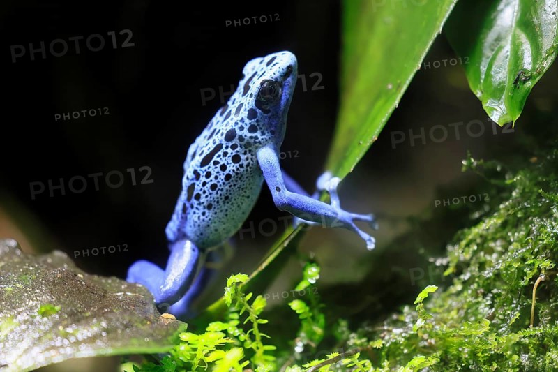 Blue poison dart frog, (Dendrobates tinctorius), adult, on leaf, alert, South America, captive