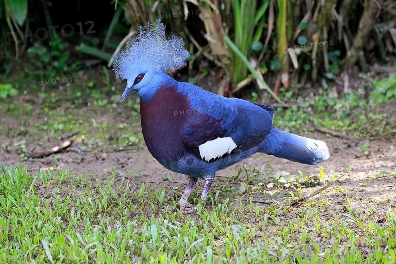 Blue-crested Crowned Pigeon (Goura cristata), adult, on the ground, foraging, alert, Indonesia, Southeast Asia, Singapore
