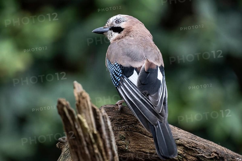 Eurasian jay (Garrulus glandarius), Emsland, Lower Saxony, Germany