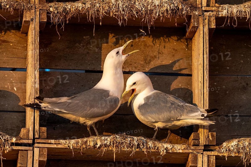 Kittiwakes (Rissa tridyctyla) nesting in an artificial nesting cliff made of old fish boxes in Vardö harbour, Vardø, Finnmark, Norway