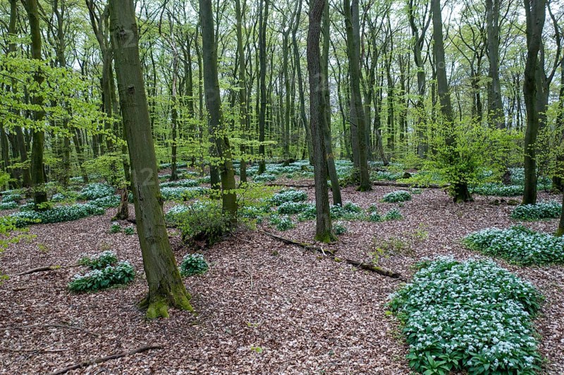 Wild garlic blossom (Allium ursinum) on the forest floor in a beech forest (Fagus sylvatica) in the Teutoburg Forest under soft incidence of light. Photo taken from an elevated location Drone shot, Ahornweg, Terra Vita nature park Park, Teutoburg Forest, Lower Saxony, Germany