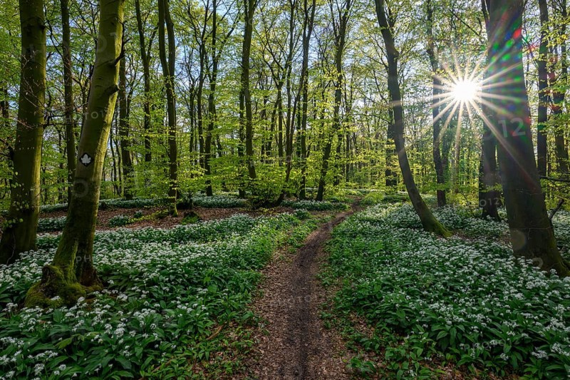 A sparkling sun shines over the wild garlic blossom (Allium ursinum) on the forest floor in a beech forest (Fagus sylvatica) in the Teutoburg Forest under a gentle incidence of light. Ahornweg, Terra Vita nature park Park, Teutoburg Forest, Lower Saxony, Germany