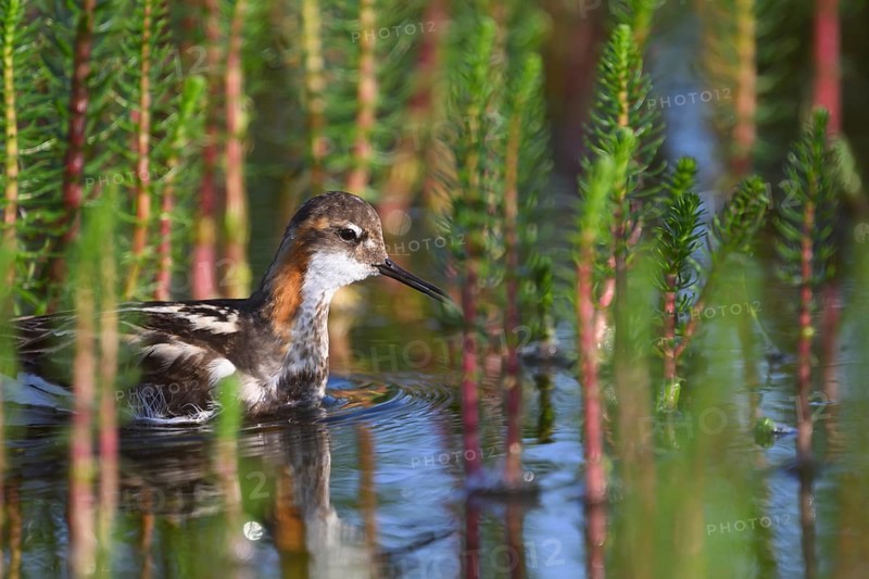 An Odin's chicken (Phalaropus lobatus) swimming among green plants in the water, in a quiet natural environment, Vadsø, Finnmark, Norway