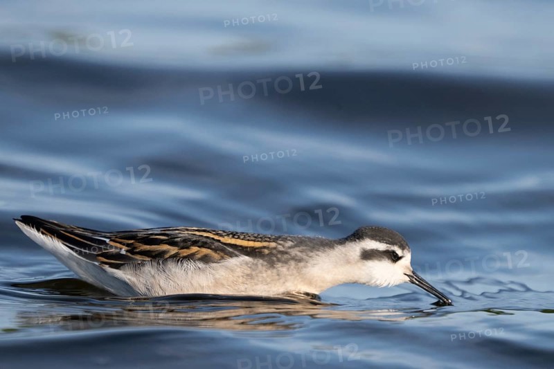 A freshly moulted Odin's chicken (Phalaropus lobatus) swims in the water and chases hatching mosquitoes, in a quiet natural environment, Vadsø, Finnmark, Norway