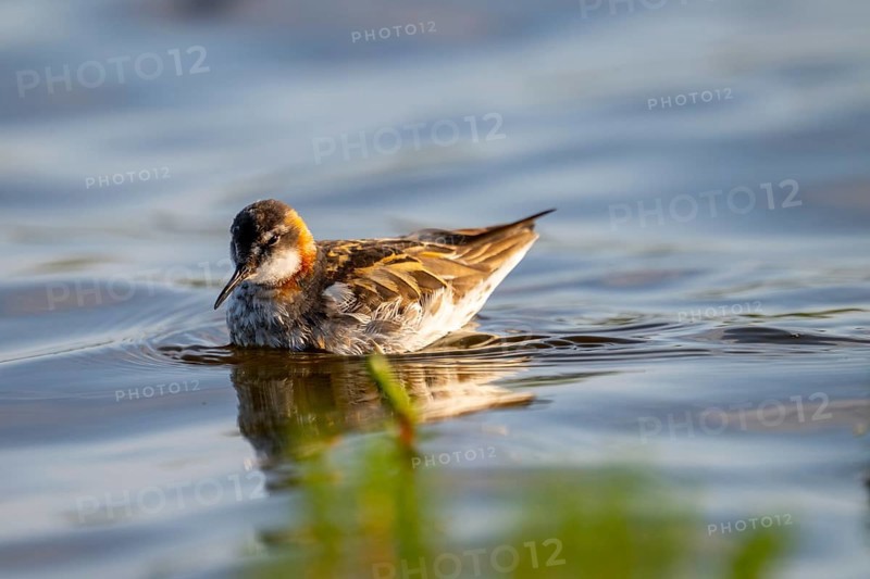 An Odin's chicken (Phalaropus lobatus) swimming in the water, in a quiet natural environment, Vadsø, Finnmark, Norway