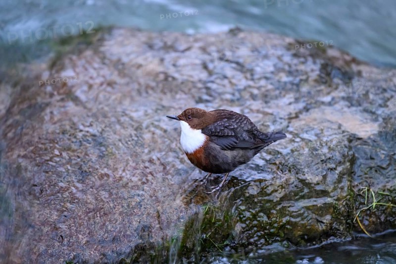 A dipper (Cinclus cinclus) sits relaxed on a rock at the edge of a river, surrounded by calm water, East Westphalia, North Rhine-Westphalia, Germany