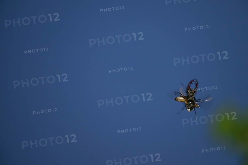 Close-up of a flying stag beetle (Lucanus cervus) with recognisable wings in front of a blue sky, Dammer Berge, Damme, Lower Saxony, Germany