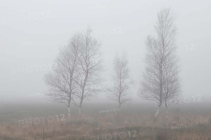 Birches (Betula pendula) in the fog in the moor, Emsland, Lower Saxony, Germany