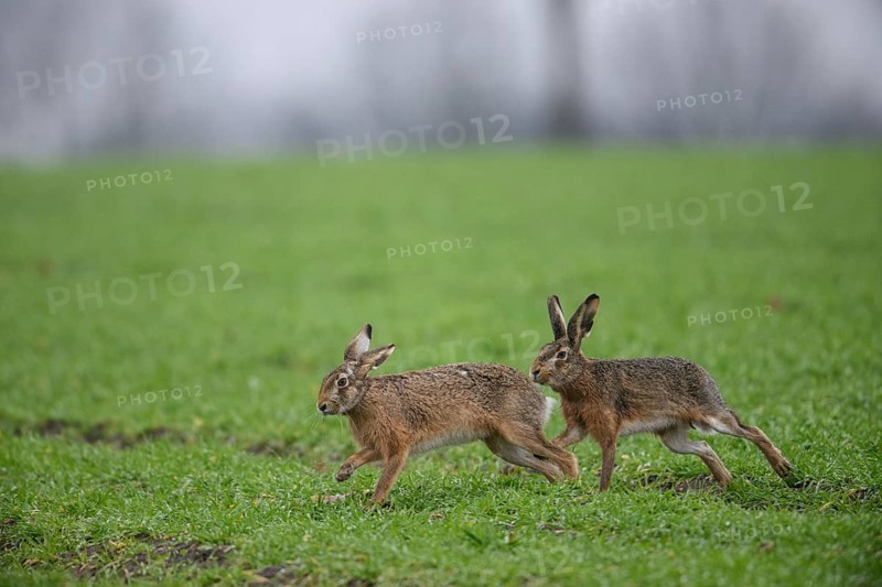 Two brown hares (Lepus europaeus) run across a green meadow. A male hare drives a female hare. The atmosphere radiates liveliness and freedom, hare wedding, Dümmer nature park Park, Lower Saxony, Germany
