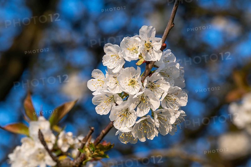 Close-up of the branches of a cherry tree (Prunus avium) with white blossoms during fruit tree blossom in spring, Lower Saxony, Germany